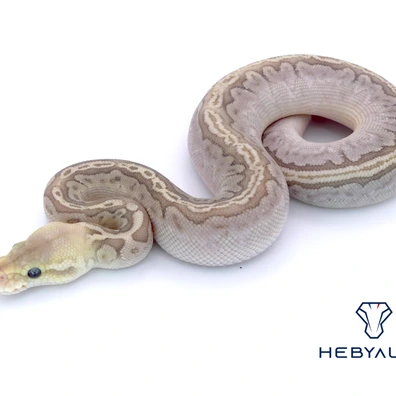 Bamboo Fire Cinnamon Het Hypo 66% Het Clown 50% Het DG Ball Python - male for sale from Hebyall's
