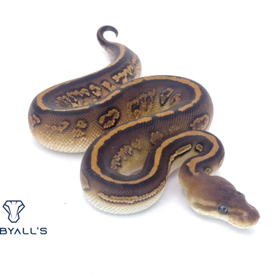 Cinnamon Redstripe Het Hypo 66% Het Clown 50% Het DG Ball Python - male for sale from Hebyall's