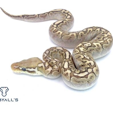 Bamboo Het Hypo 66% Het Clown 50% Het DG Ball Python - female for sale from Hebyall's