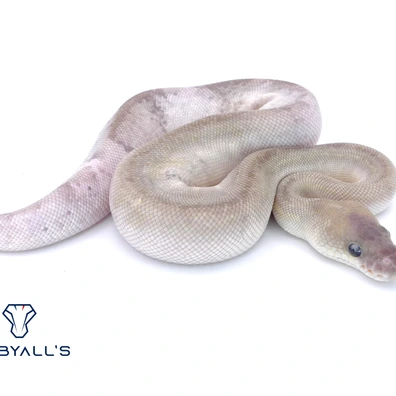 Cinnamon Bamboo Clown Het Hypo 50% Het DG Poss Red Stripe Ball Python - male for sale from Hebyall's
