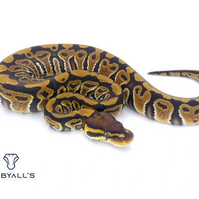 Het Hypo 66% Het Clown 50% Het DG Ball Python - female for sale from Hebyall's