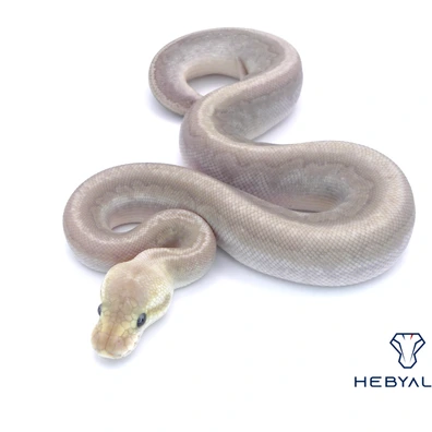 Bamboo Cinnamon Fire Redstripe Het Hypo 66% Het Clown 50% Het DG Ball Python - male for sale from Hebyall's