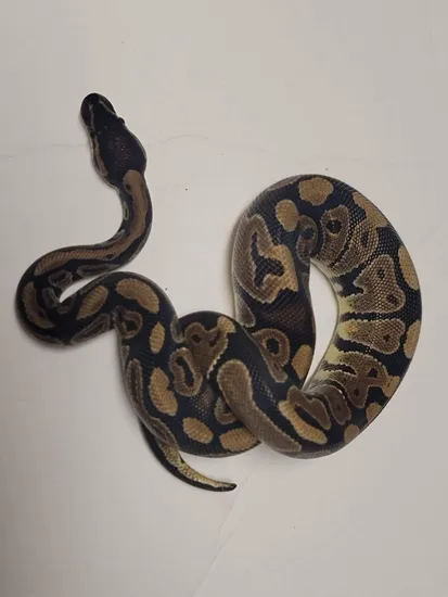 Normal Ball Python by Mains Morphs