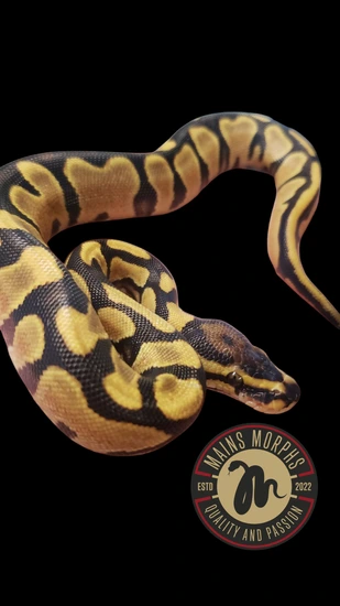 High Intensity Orange Dream Scrambler Ball Python by Mains Morphs