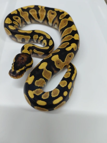 High Intensity Orange Dream Scrambler Ball Python by Mains Morphs