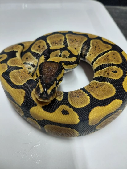 Double Het Ultramel Pied Ball Python by Mains Morphs
