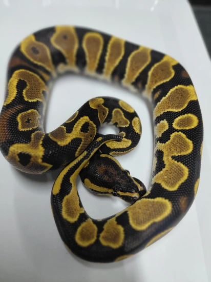 Yellowbelly Weirdo Ball Python by Mains Morphs
