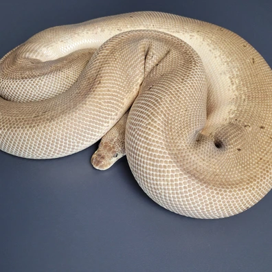 Leopard Pastel Pinstripe Clown Ball Python - female for sale from Majestic-Snakes