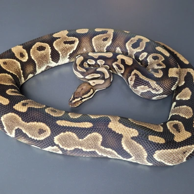 Breeder Gravel Het. Pied Ball Python - female for sale from Majestic-Snakes