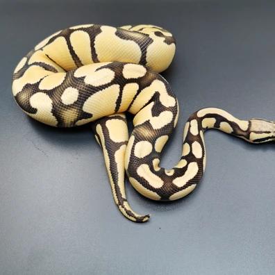 Pastel Desert Ghost Het. Pied Ball Python - male for sale from Majestic-Snakes