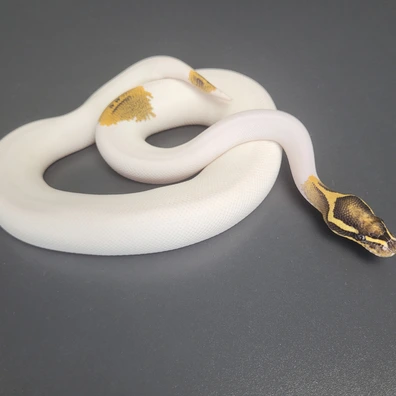 Super Gravel Pied Ball Python - female for sale from Majestic-Snakes