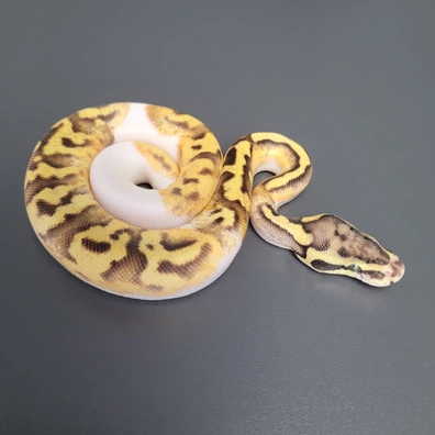 Enchi Fire Pastel Pied Het. Ultramel Ball Python - female for sale from Majestic-Snakes