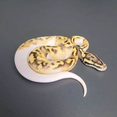 Enchi Fire Pastel Pied Het. Ultramel Ball Python - female for sale from Majestic-Snakes