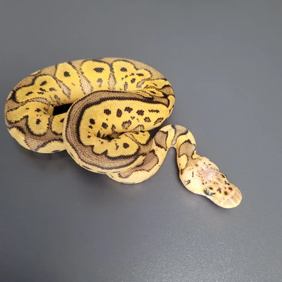 Pastel Gravel Clown Ball Python - female for sale from Majestic-Snakes