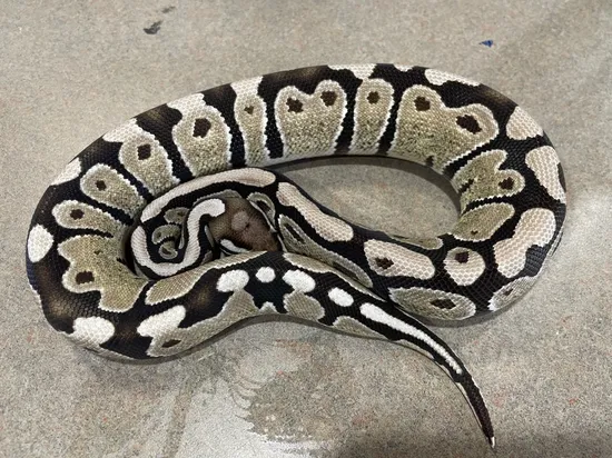 Axothanic Ball Python 268 Grams Vpi Sulfer Axanthic Ball Python by Major league exotic pets