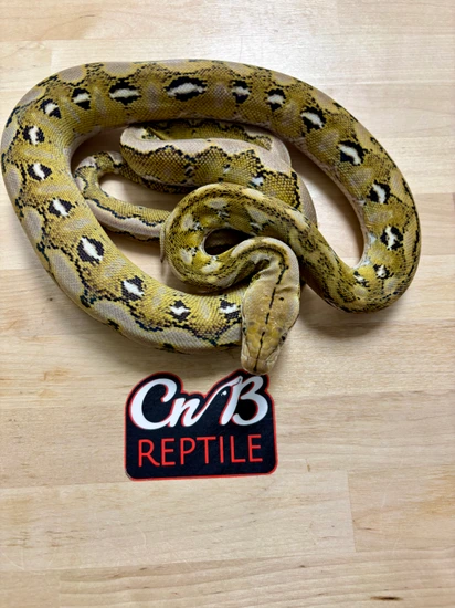 1.1 Dwarf Platinum 66% Het Indo Carmel 50% Het Anery Reticulated Python ...