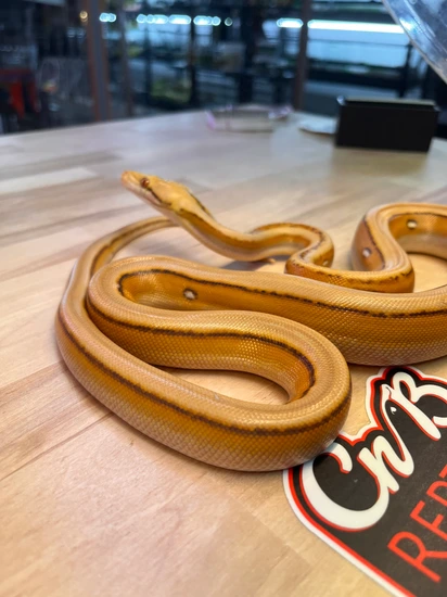 Mochino Titanium Reticulated Python by CnB Reptile