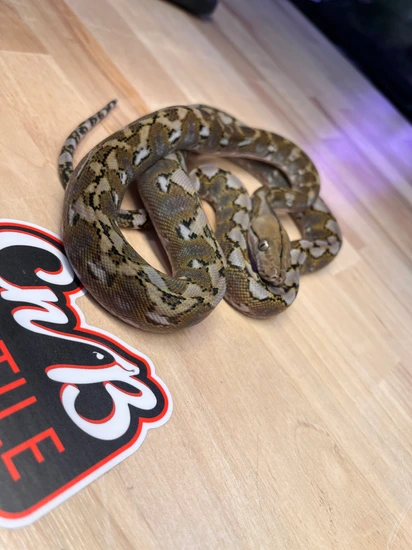 SD Krispy Kreme Anery Reticulated Python by CnB Reptile