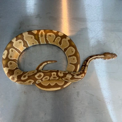 Ultramel 100% Het Pied Ball Python - male for sale from Obsession Reptiles