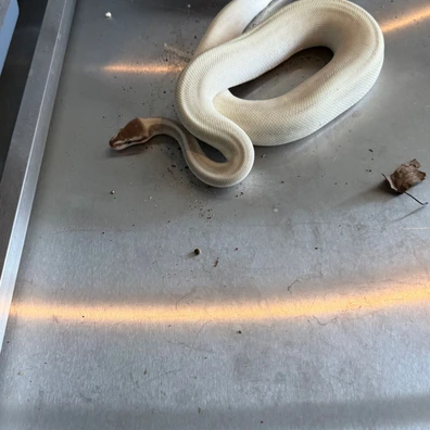 Leopard, Firefly, Purple Passion Ball Python - male for sale from Obsession Reptiles