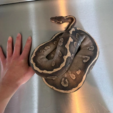 Super Phantom Ball Python - female for sale from Obsession Reptiles