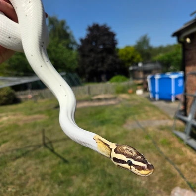Firefly Pied Royal Python Ball Python - male for sale from Obsession Reptiles