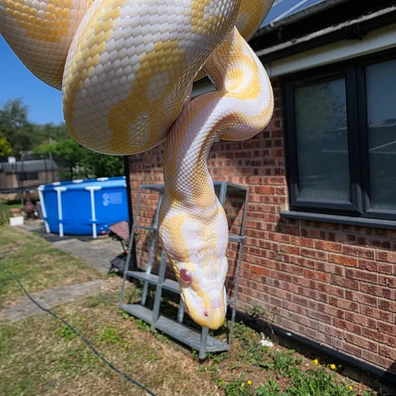 Albino Black Pastel Royal Python Ball Python - male for sale from Obsession Reptiles