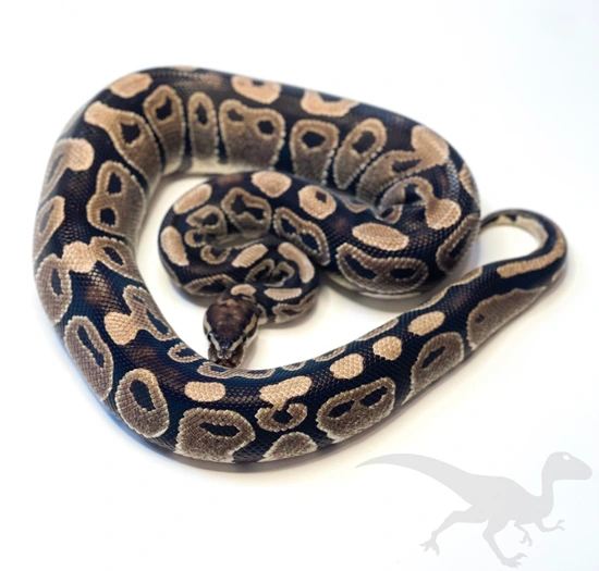Black Axanthic/TSK 100% Het Hypo (Ready To Breed!) Ball Python by ...