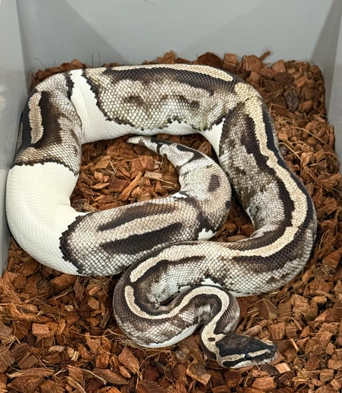 Proven Breeder Female MJ Axanthic Pied Ball Python by Mantooth Captive ...