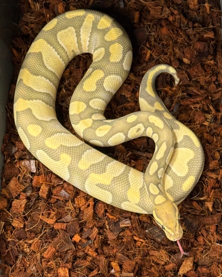 Bull Python Teeth Proven Chocolate Enchi DG Hypo Het Clown Ball Python by Mantooth ...