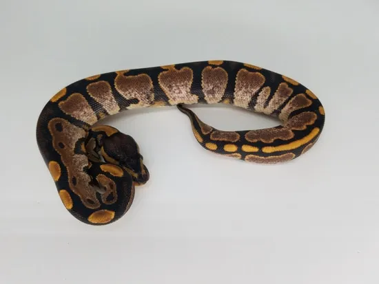 Sugar Ball Python by Maple City Morphs