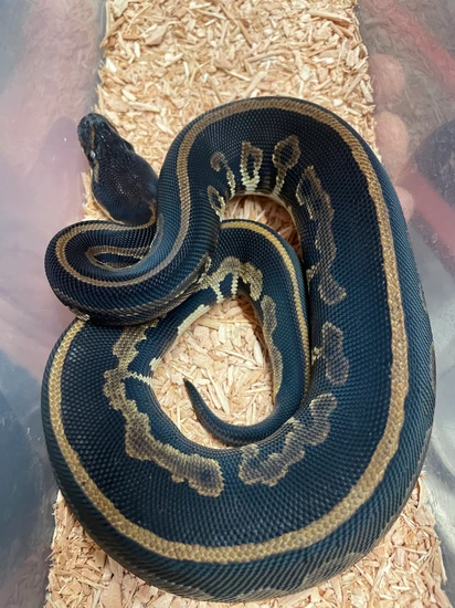 0.1 Black Head Arroyo Ball Python by Martin's Morph Operations