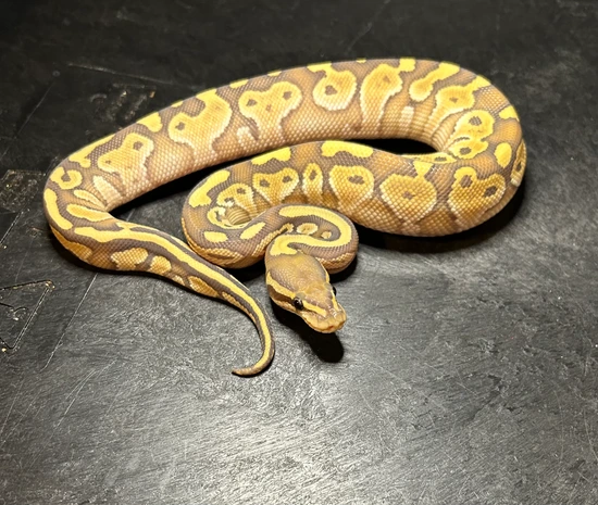 Hypo Lesser Ball Python by Marbleized Morphs