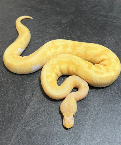Candy Clown Ball Python Enchi Yellowbelly Candy Pied Pos Het Clown Ball Python by Marc Bailey ...