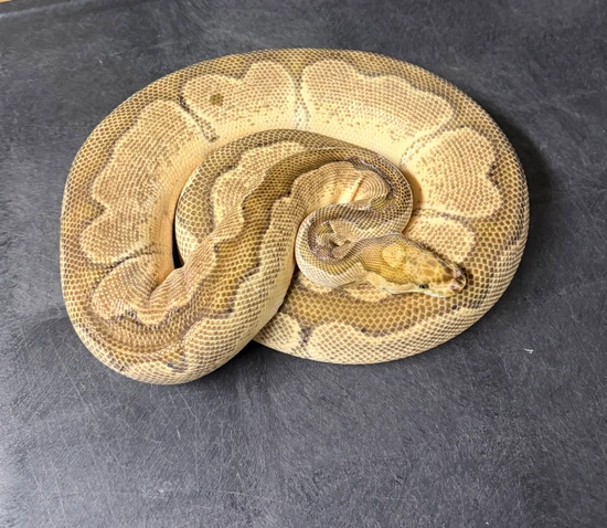 Orange Dream Enchi Clown Ball Python by Marc Bailey Reptiles