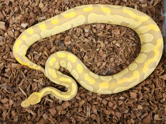 Enchi YB Ultramel Het Clown (Blade?) Ball Python by Red Mountain ...