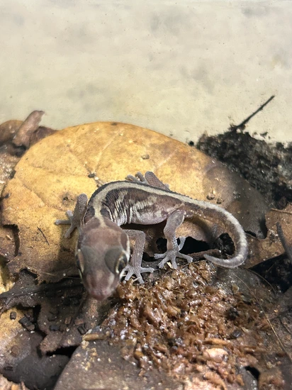 Pitus Gecko Pictus Gecko More Gecko by Hollywood Hills Exotics LLC
