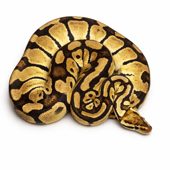 Pastel Het Clown 🥚PROVEN🥚 Ball Python by 912 Royal Pythons