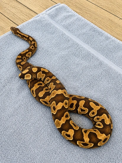 Proven Scaleless Head Mojave Ball Python by 912 Royal Pythons