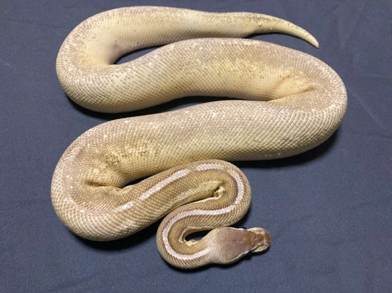 Calico Mojave Pastel Cinnamon Yellow Belly Ball Python by Paige's Pythons