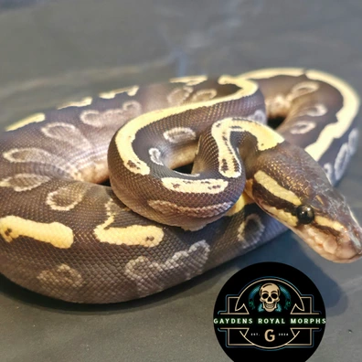 2026 Mojave/Phantom GHI Female Ball Python - female for sale from Gaydens Royal Morphs