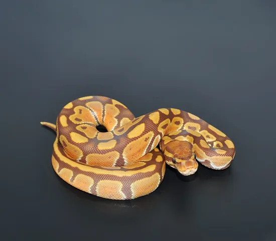 Ultramel 4 Ball Python by Marki Reptiles