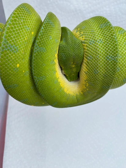 Manokwari Green Tree Python by Mark Miles
