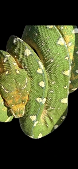 USCBB Jayapura X Biak Green Tree Python by Mark Miles