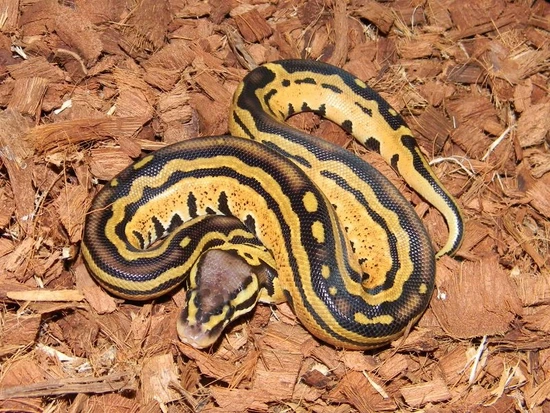 Tri Stripe Pastel Ball Python by Mark Petros Reptiles