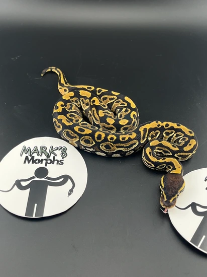 Trick Ball Python by Mark’s Morphs