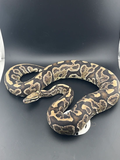 (PB) Trick Sable Ball Python by Mark’s Morphs