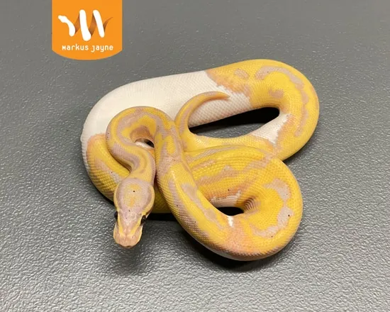 Banana Java Piebald Ball Python by Markus Jayne Ball Pythons