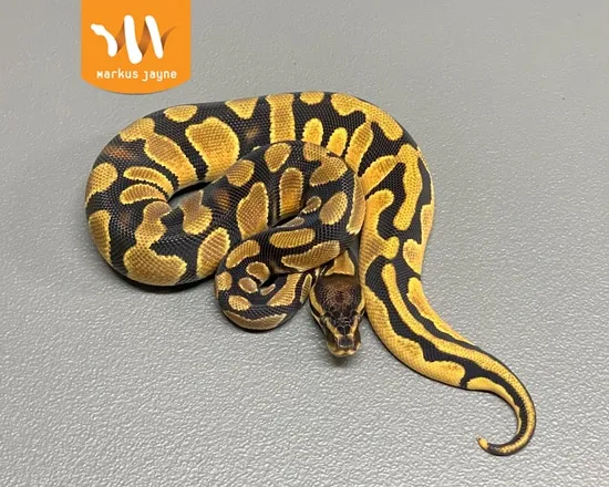 Orange Dream Java 50 Piebald Het Ball Python by Markus Jayne Ball Pythons