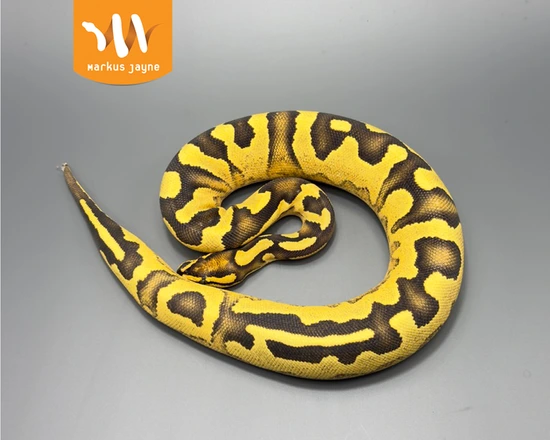 lemon blast – markus jayne ball pythons Images High... Jaguar Calico Fire Ball Python by Markus Jayne Ball Pythons